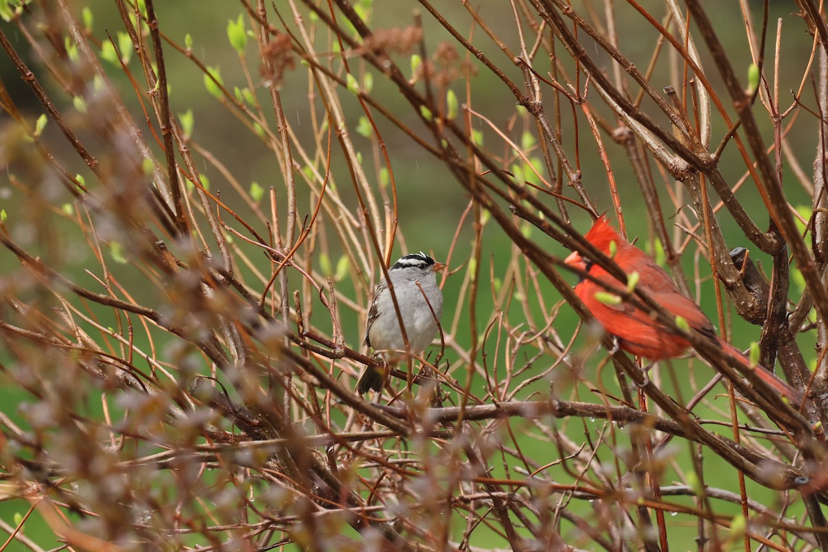 White-crowned Sparrow - Marie Provost