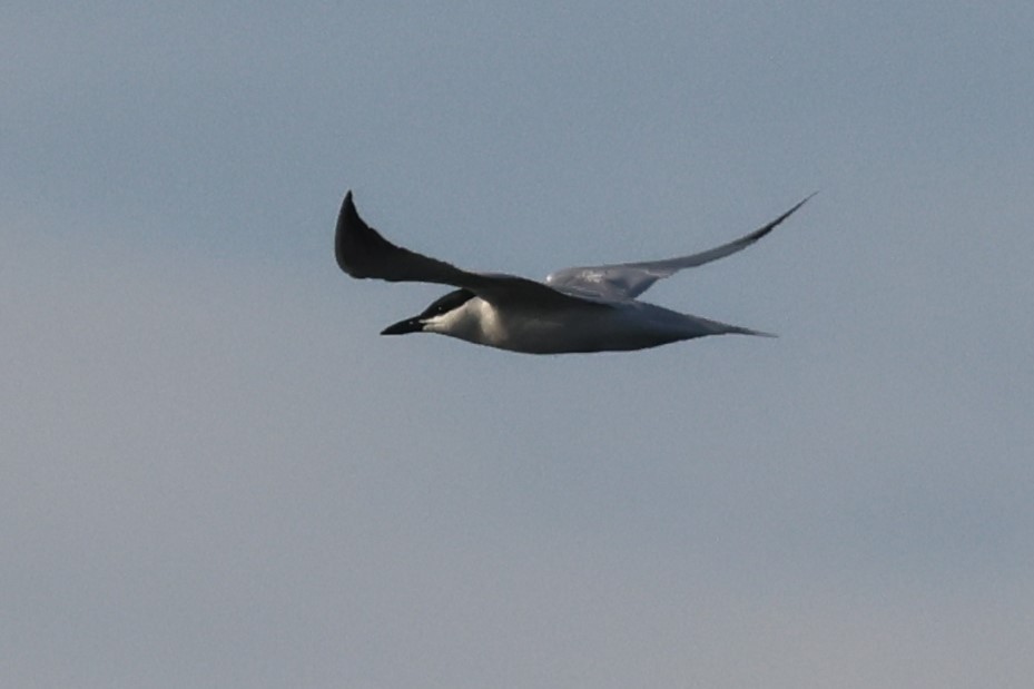 Gull-billed Tern - ML618503791