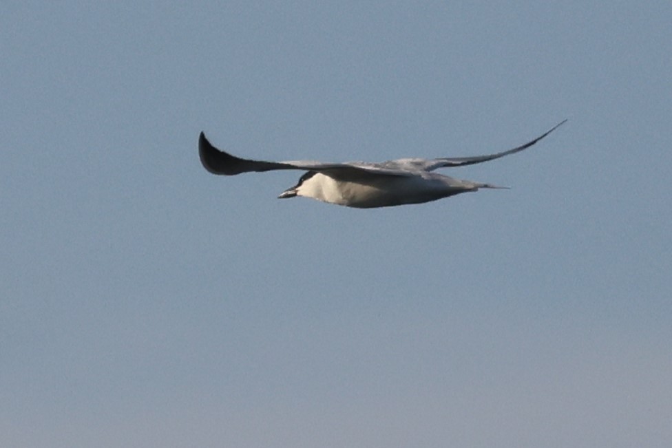 Gull-billed Tern - Andy Bridges