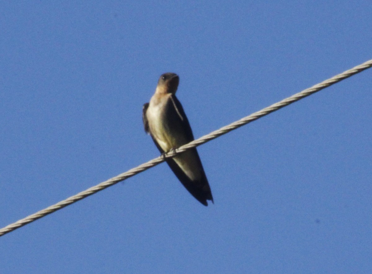 Southern Rough-winged Swallow - Pedro Dias