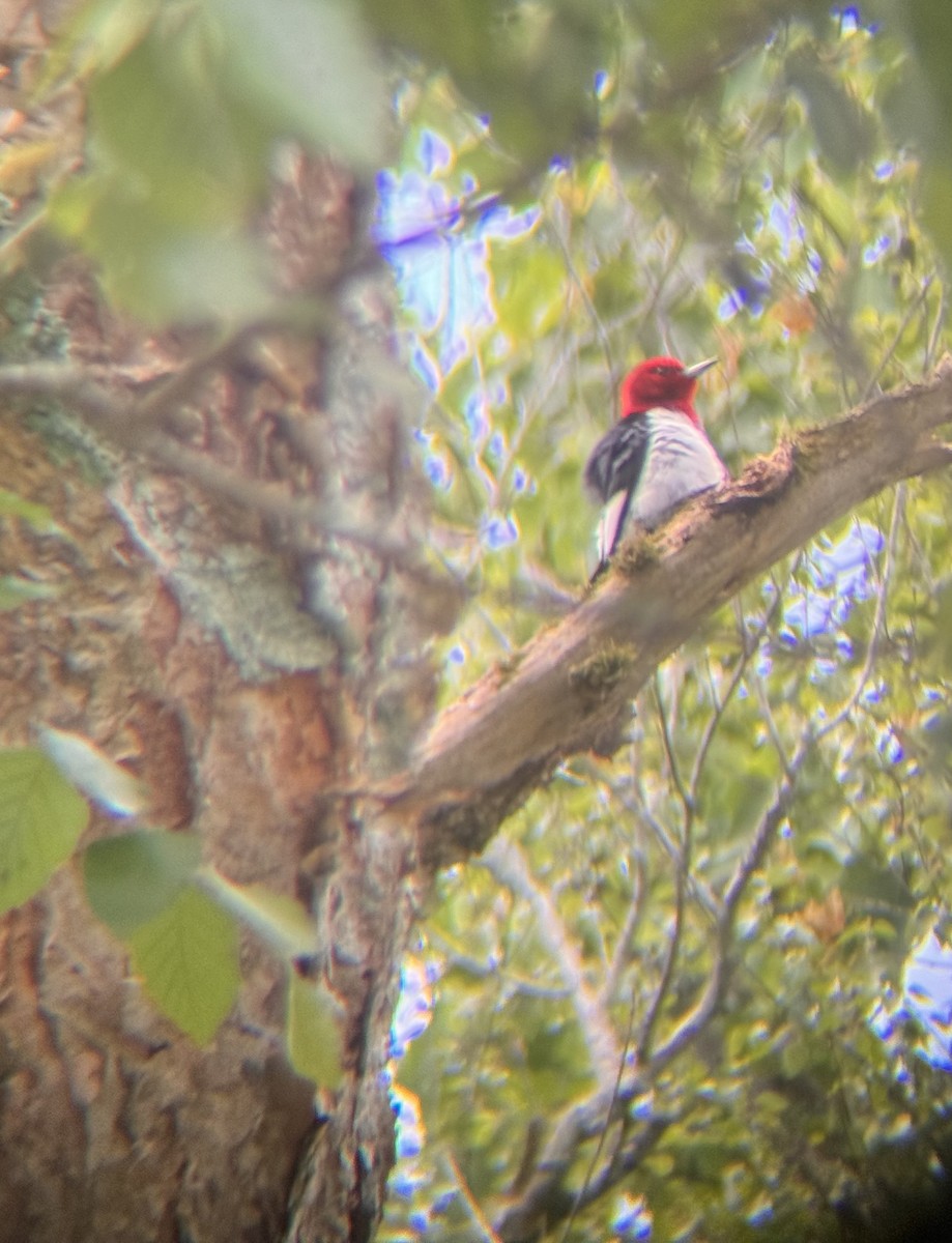 Red-headed Woodpecker - ML618503839