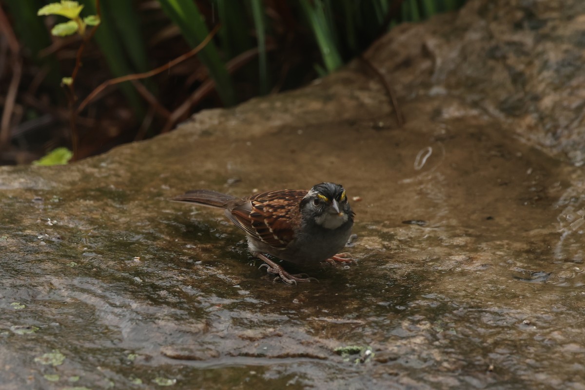 White-throated Sparrow - Marie Provost