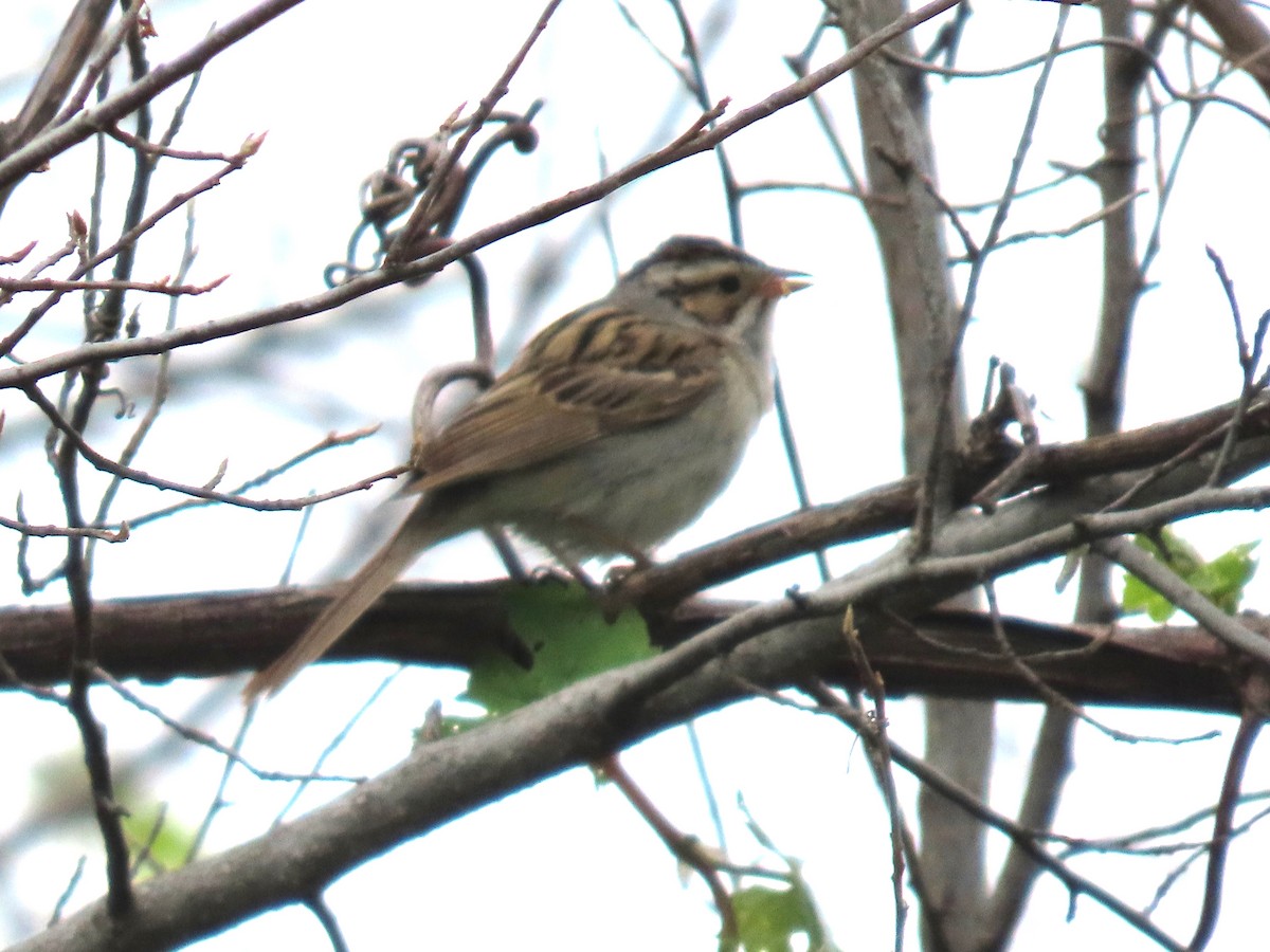 Clay-colored Sparrow - ML618503884