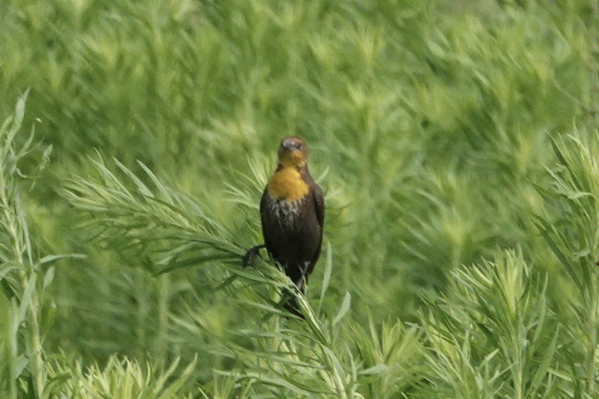 Yellow-headed Blackbird - ML618503909