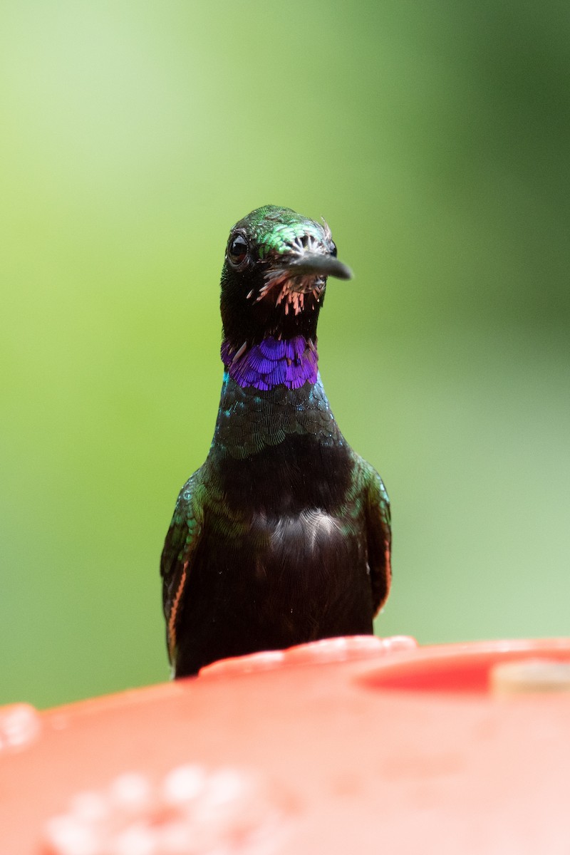 kolibřík zelenoprsý - ML618503923