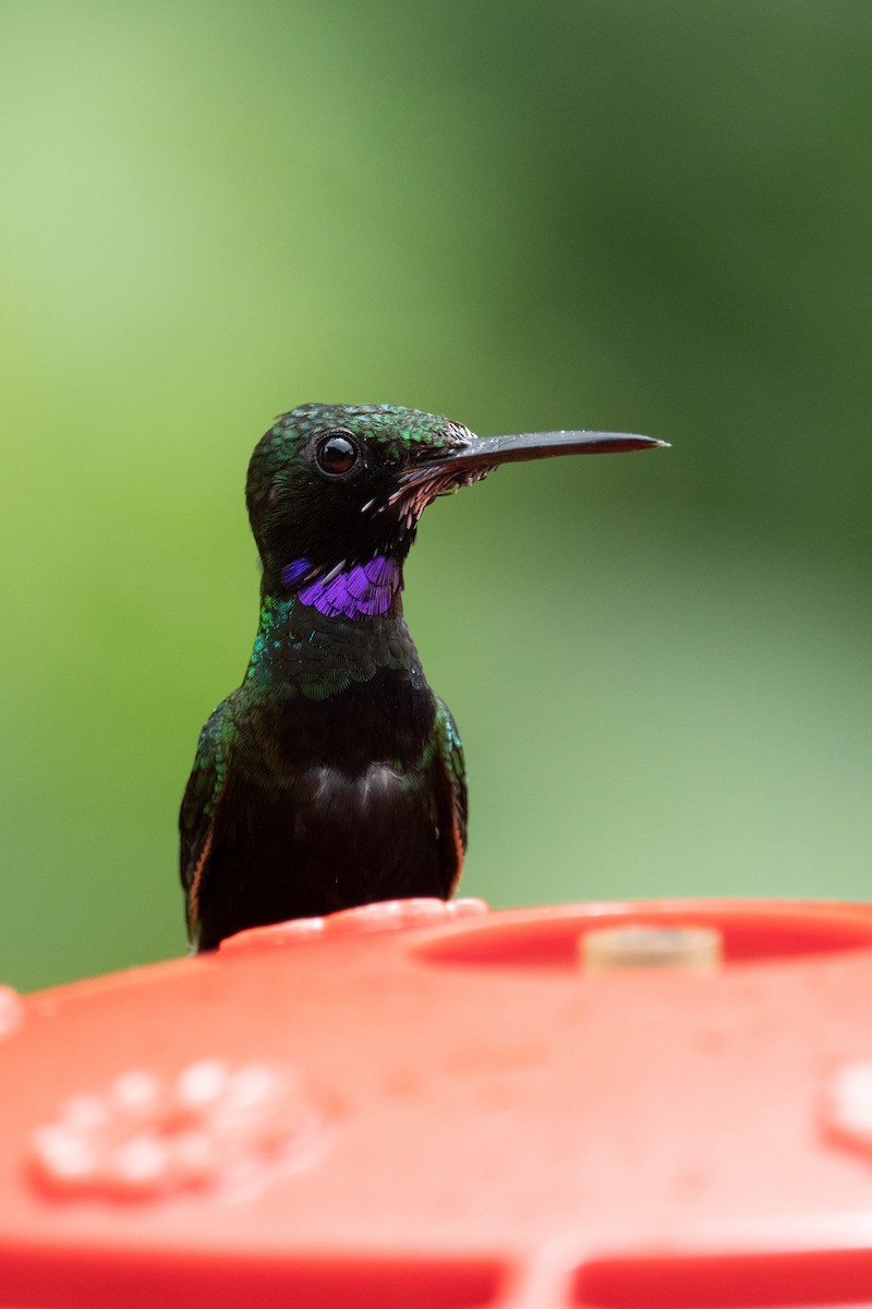 kolibřík zelenoprsý - ML618503924