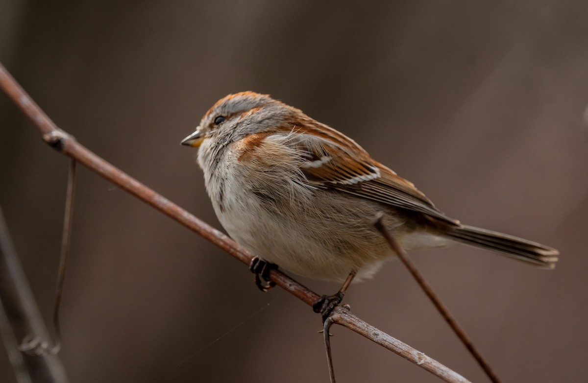 American Tree Sparrow - ML618503940