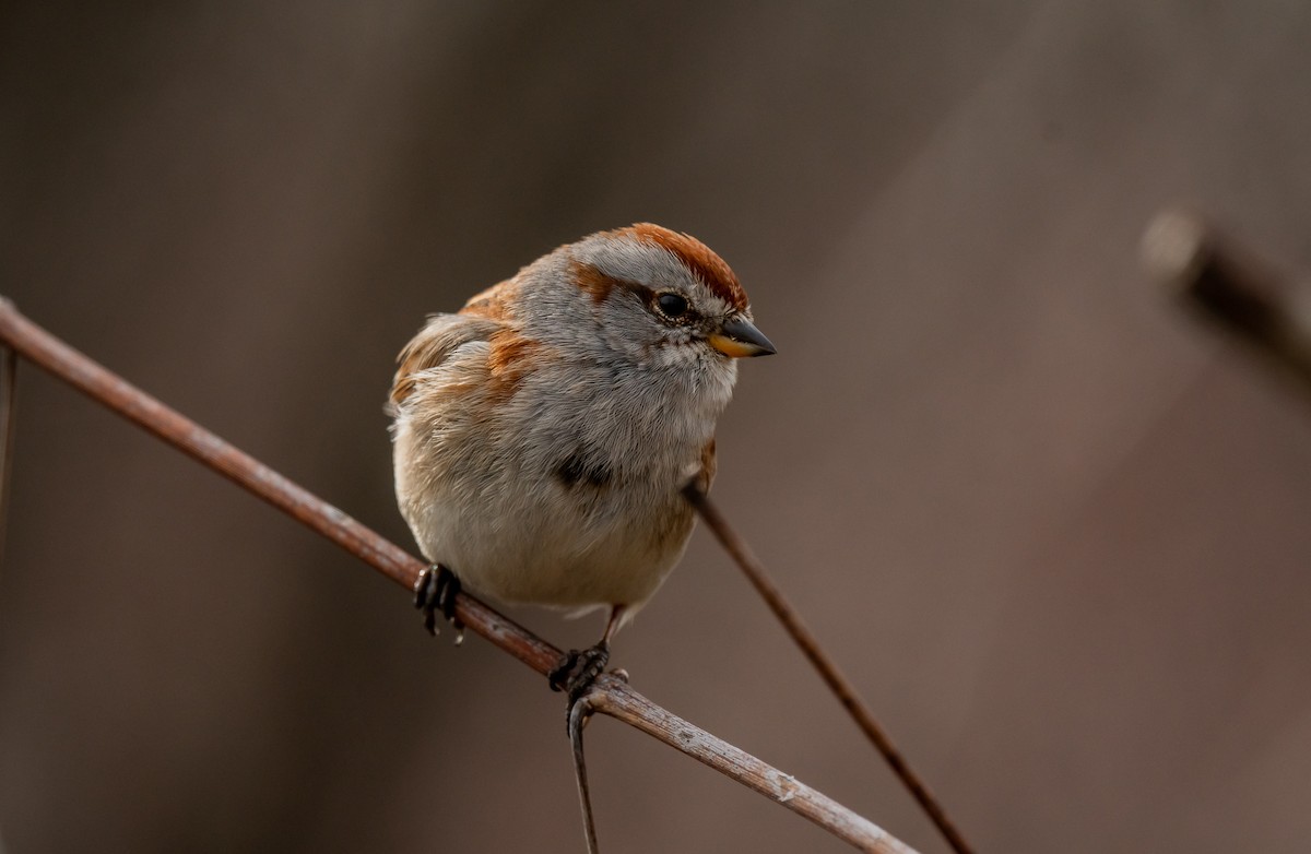 American Tree Sparrow - ML618503941