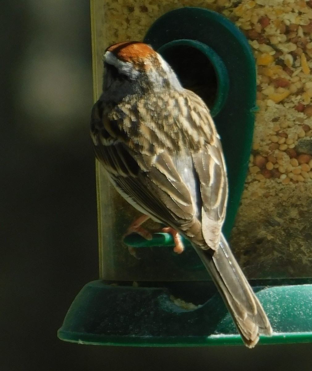 Chipping Sparrow - ML618504004