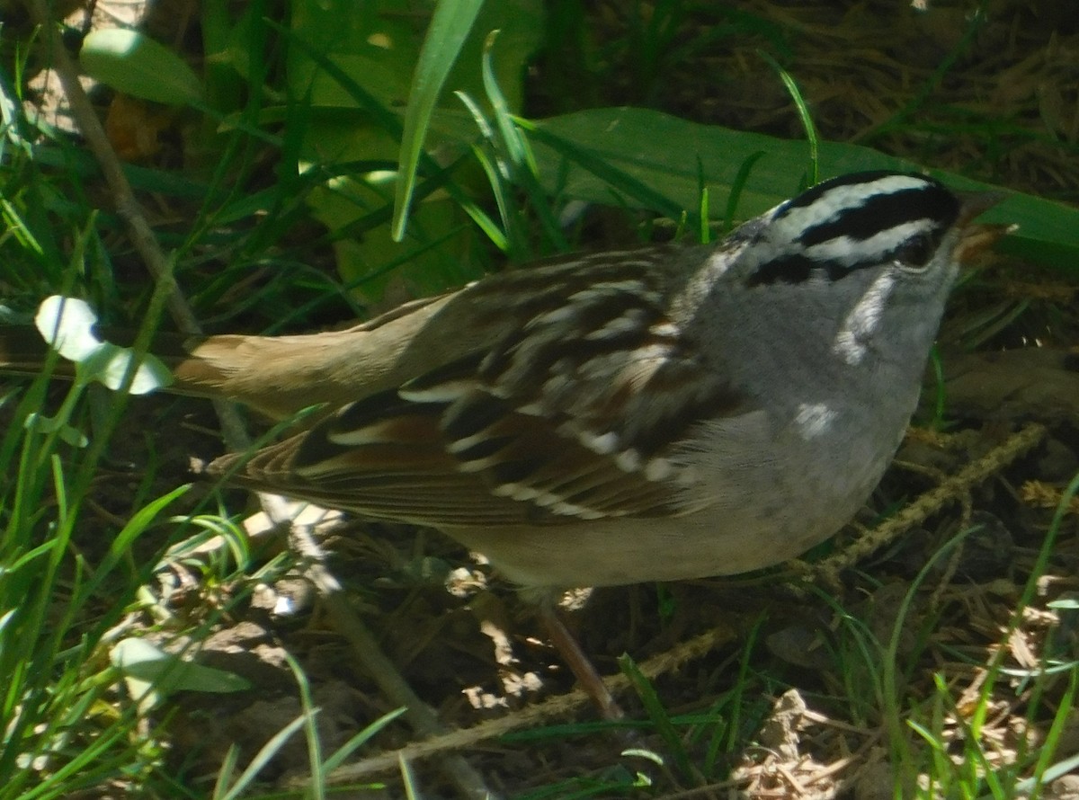 White-crowned Sparrow - ML618504015