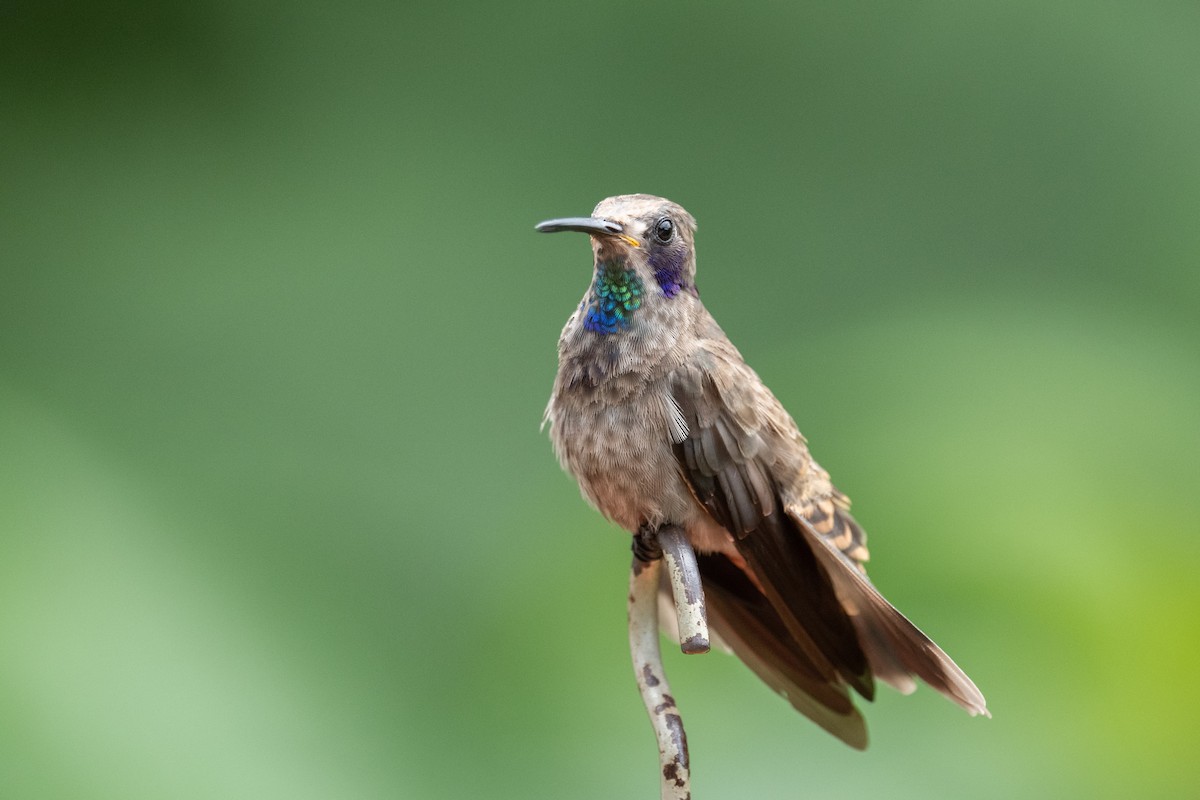 kolibřík fialovouchý - ML618504057