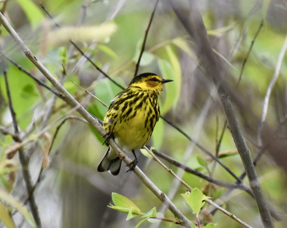 Cape May Warbler - ML618504114