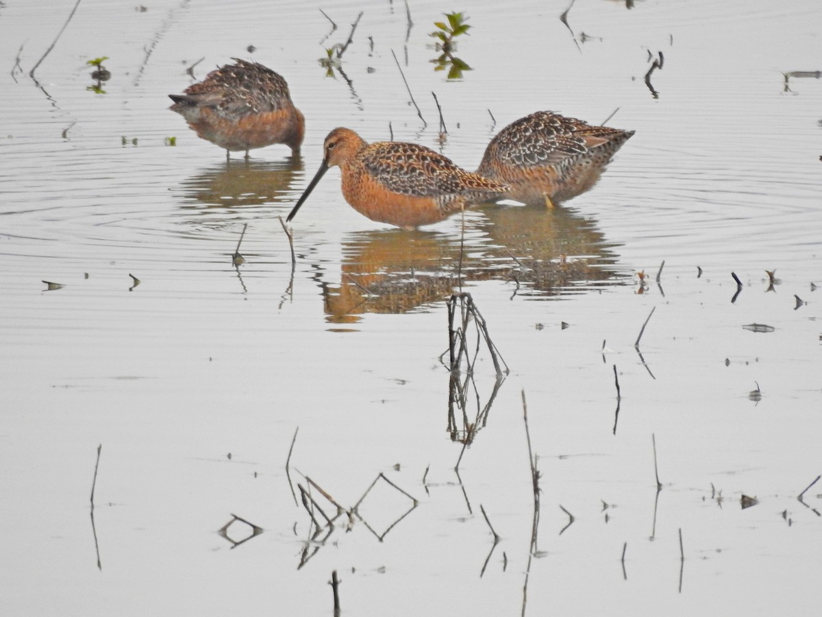 Long-billed Dowitcher - ML618504120