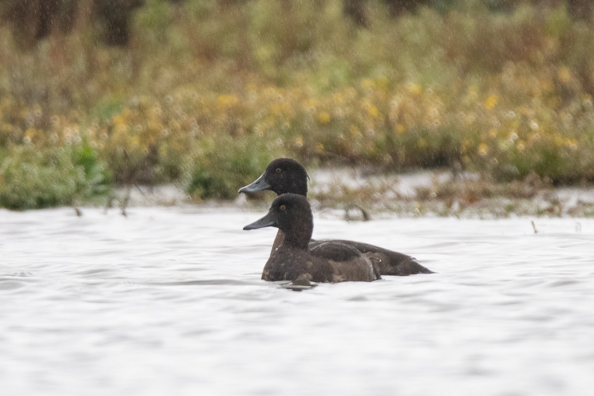 Tufted Duck - ML618504145