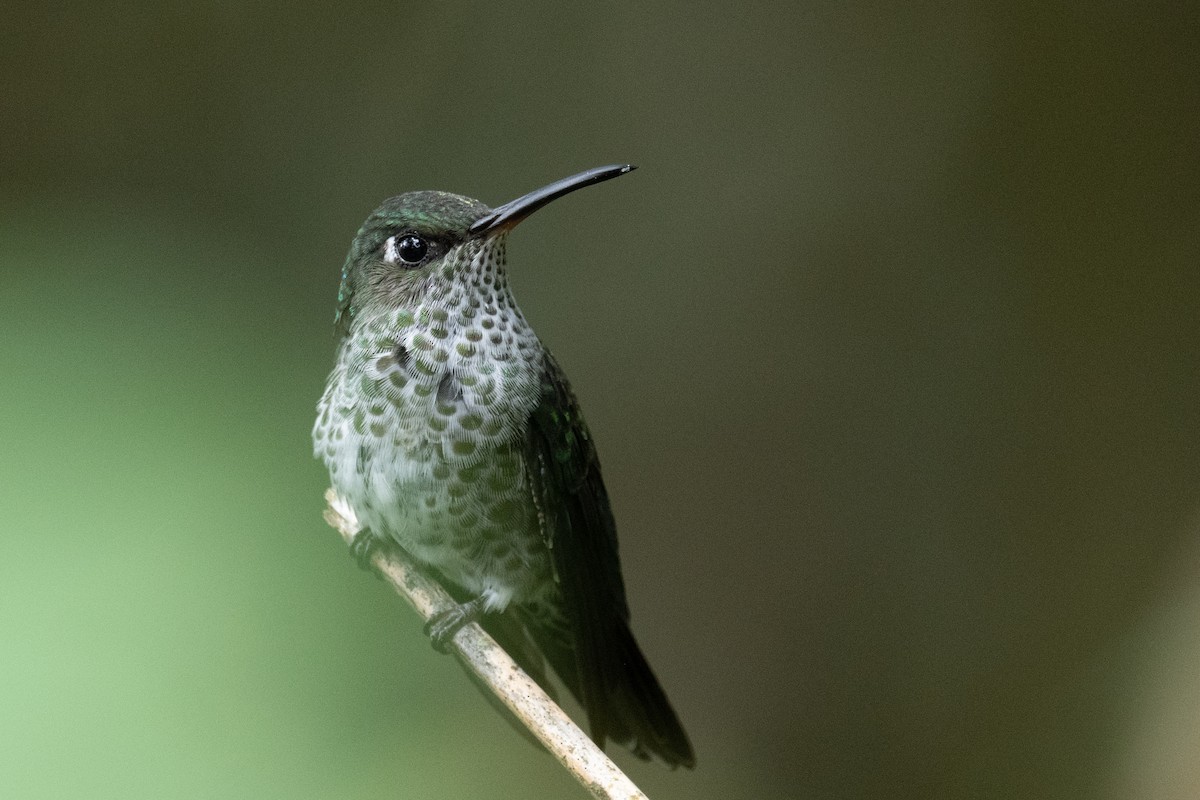 Many-spotted Hummingbird - ML618504156