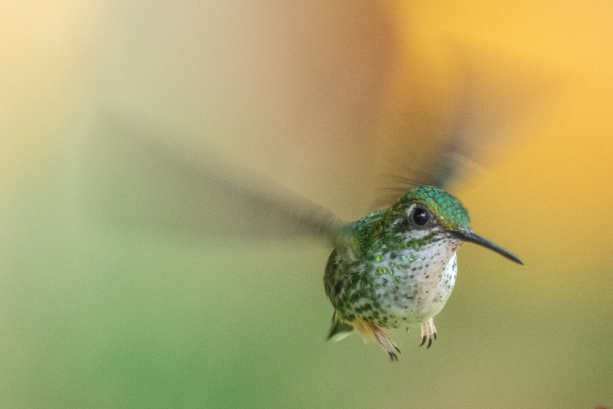 Many-spotted Hummingbird - Ross Bartholomew