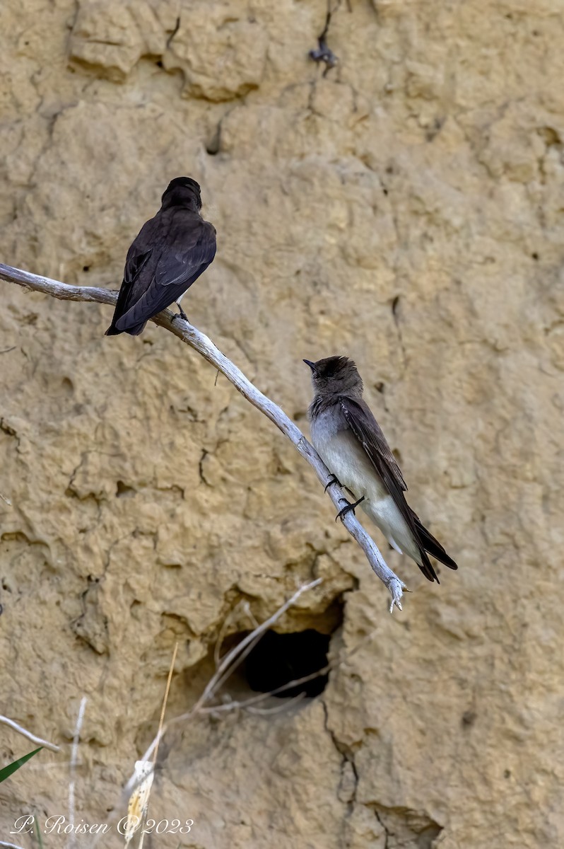 Northern Rough-winged Swallow - ML618504181