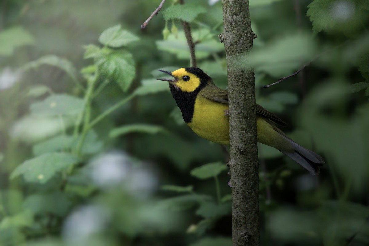 Hooded Warbler - Castin Cousino