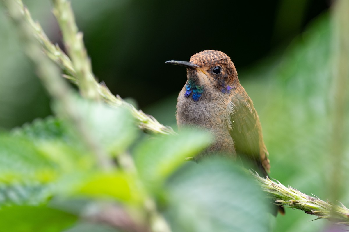 kolibřík fialovouchý - ML618504219