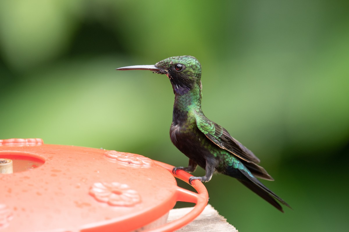 kolibřík zelenoprsý - ML618504253