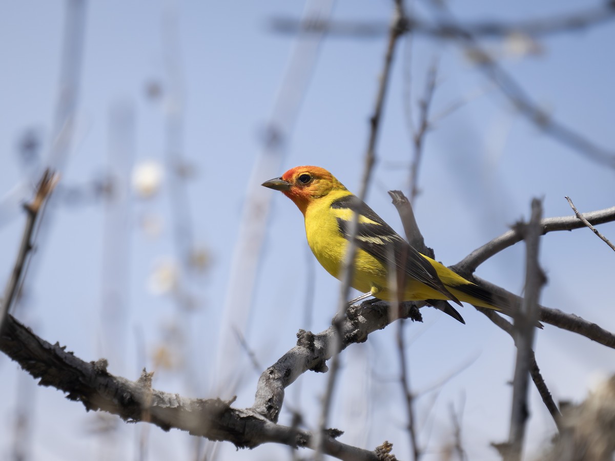 Western Tanager - ML618504254