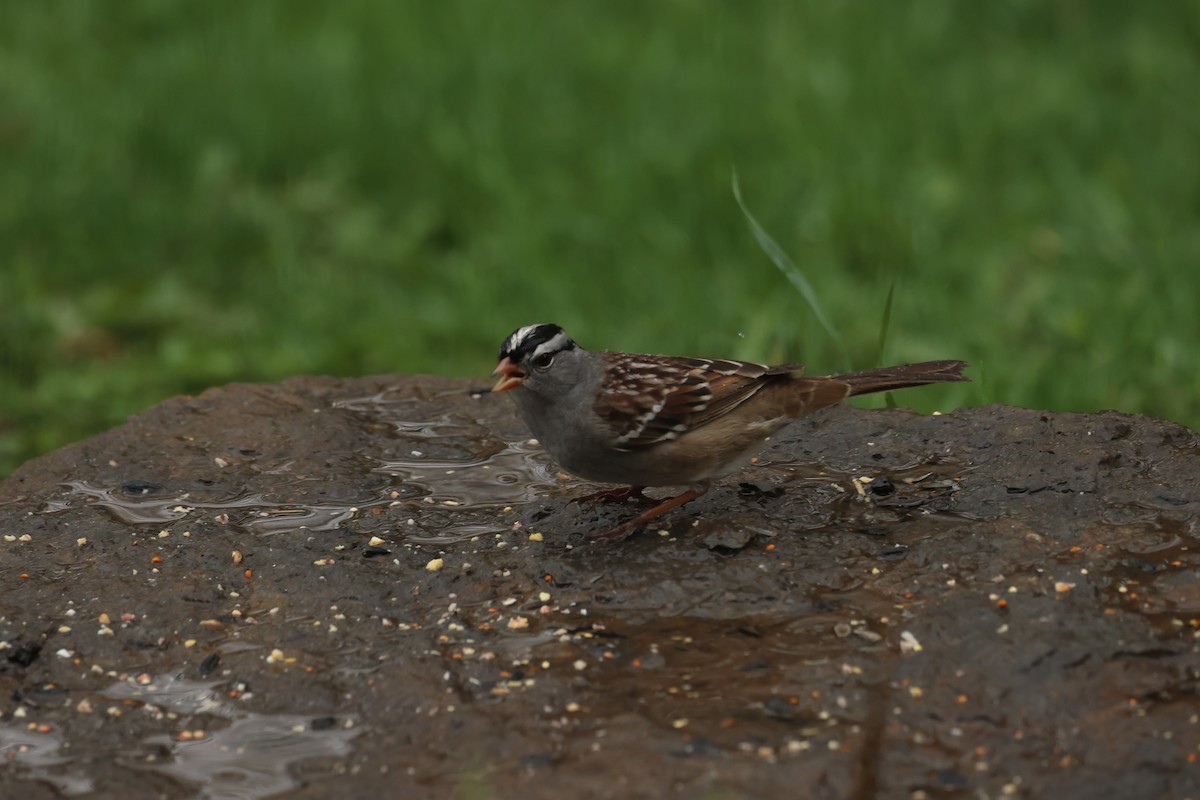 White-crowned Sparrow - ML618504261