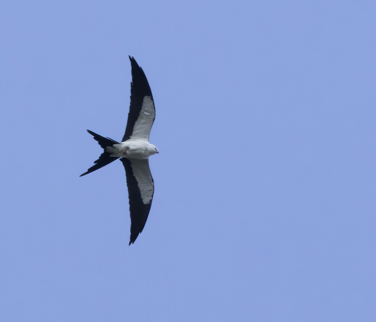 Swallow-tailed Kite - ML618504288