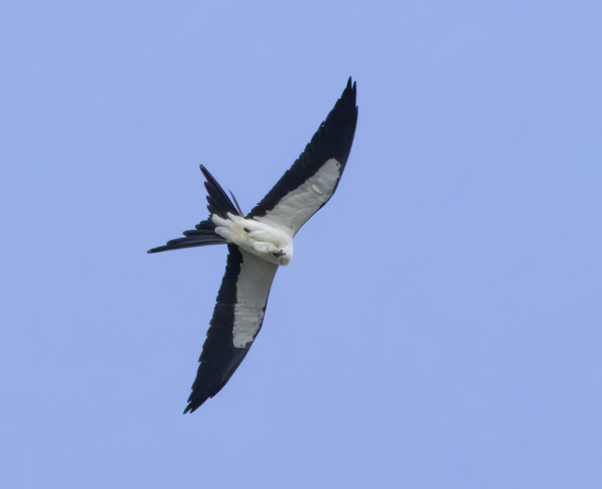 Swallow-tailed Kite - ML618504289