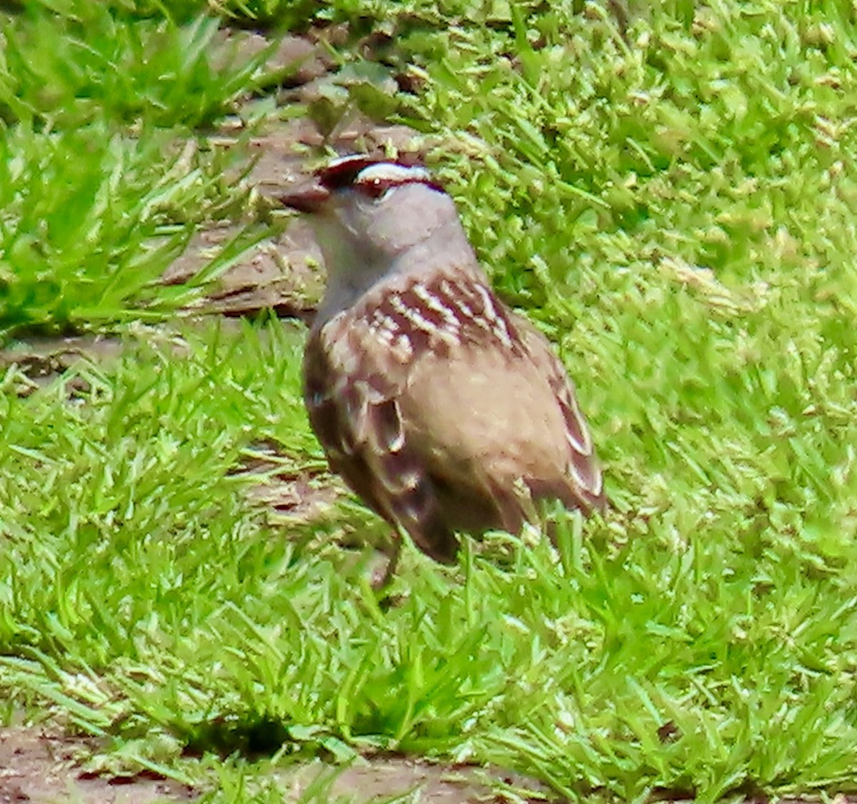 White-crowned Sparrow - Randy Shonkwiler