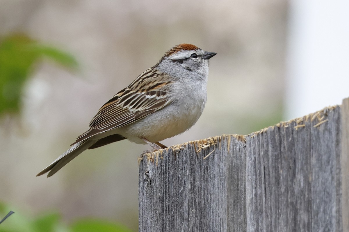 Chipping Sparrow - ML618504311