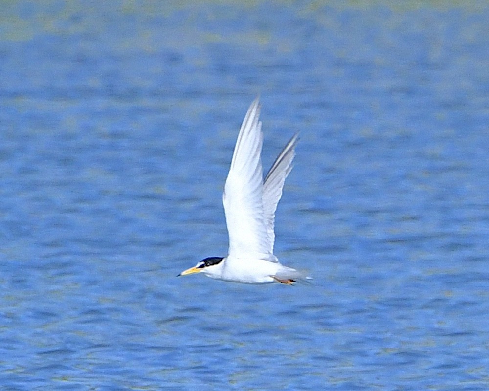 Least Tern - Ted Wolff