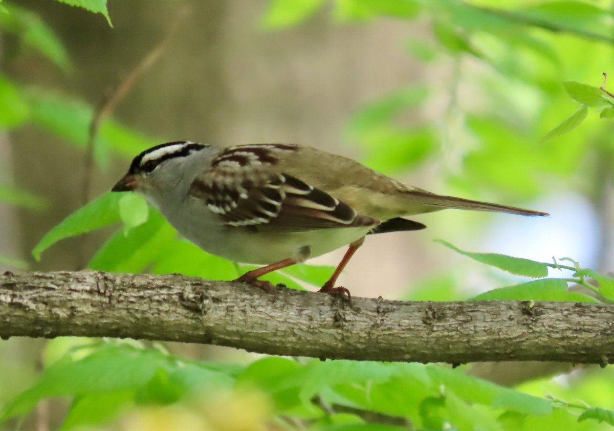 White-crowned Sparrow - Randy Shonkwiler