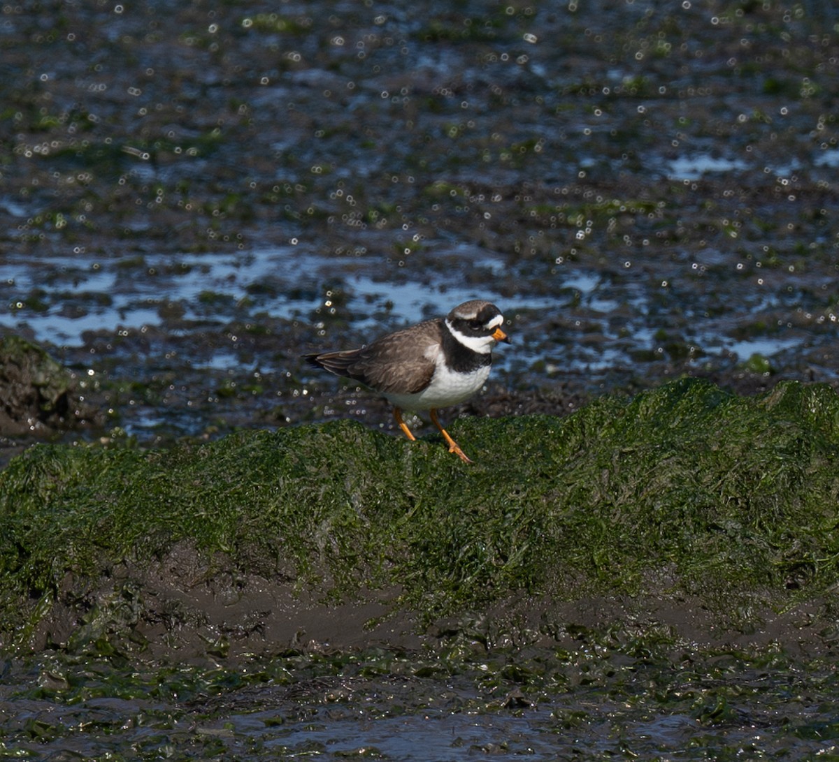 Common Ringed Plover - ML618504337