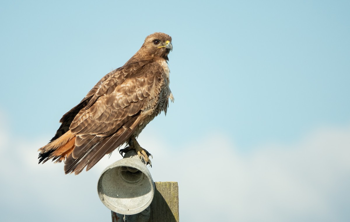 Red-tailed Hawk - ML618504351