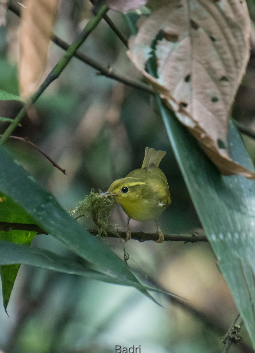 Yellow-vented Warbler - Badri Narayan