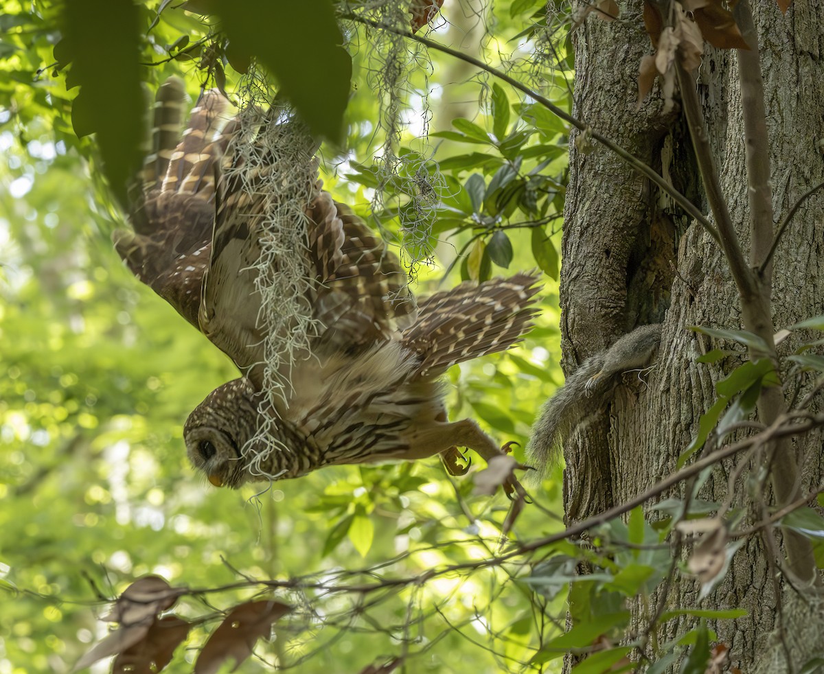 Barred Owl - barbara taylor