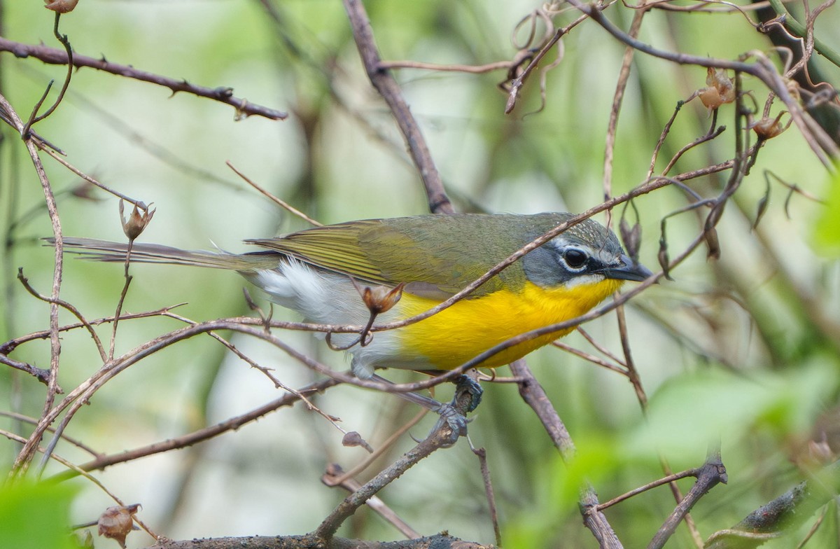 Yellow-breasted Chat - ML618504515