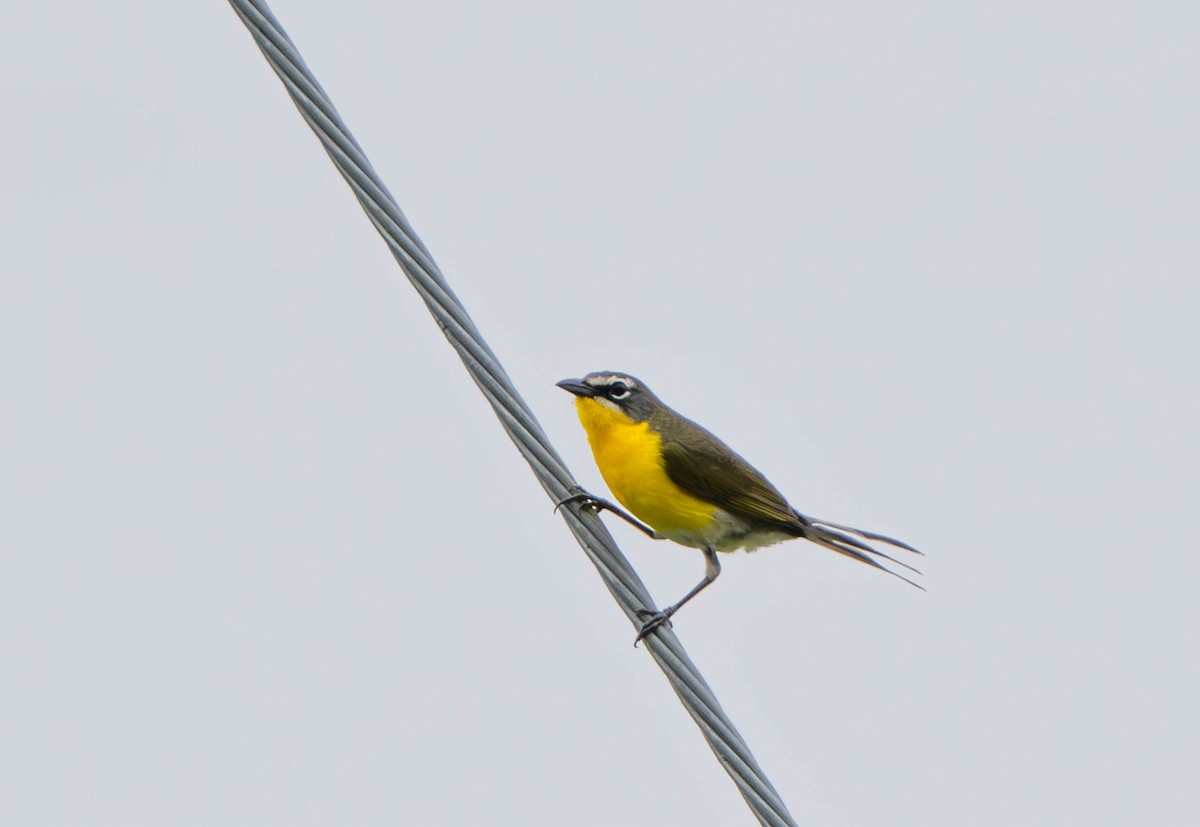 Yellow-breasted Chat - ML618504516