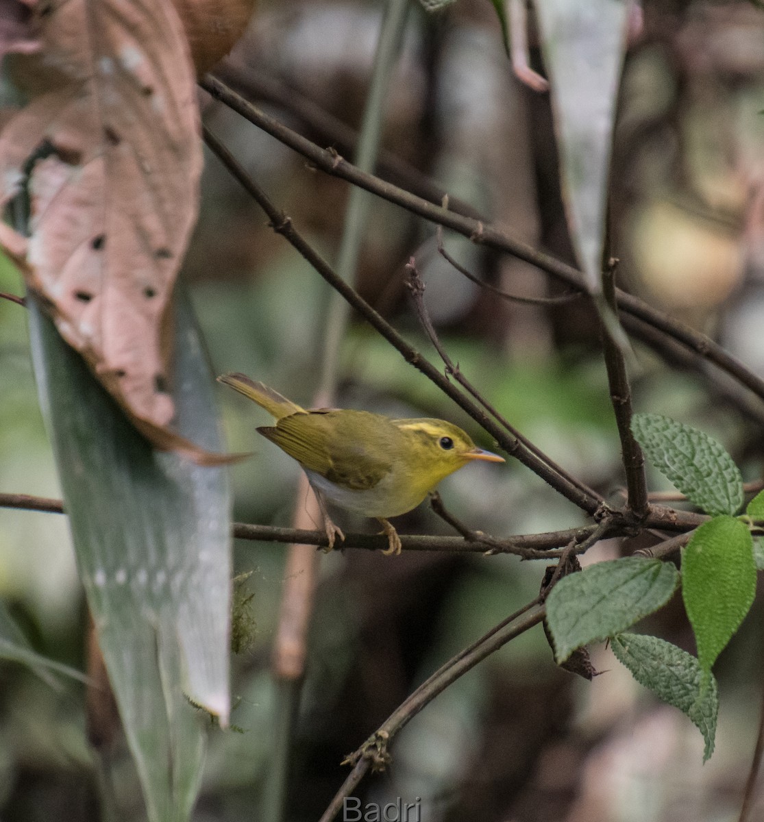 Yellow-vented Warbler - ML618504517