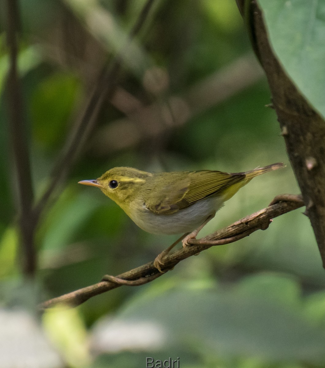 Yellow-vented Warbler - ML618504535