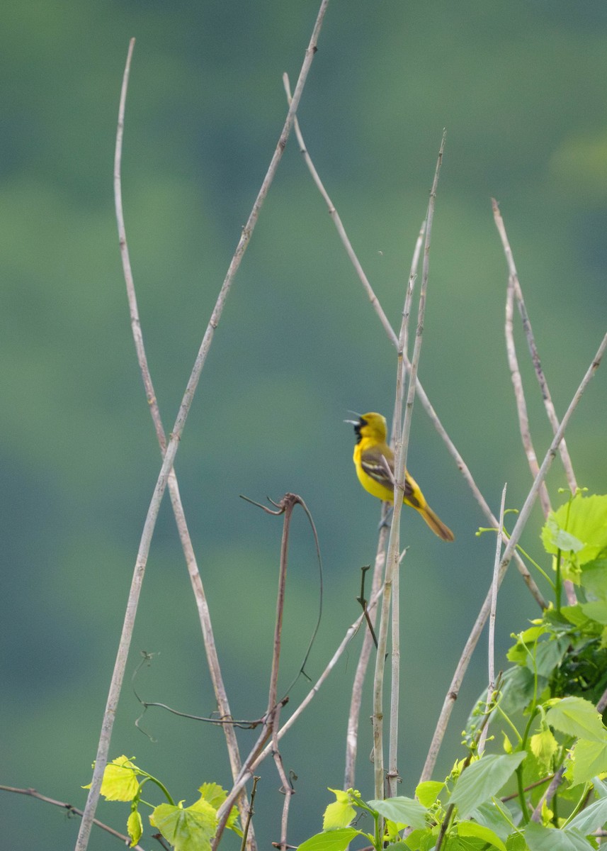 Orchard Oriole - ML618504548