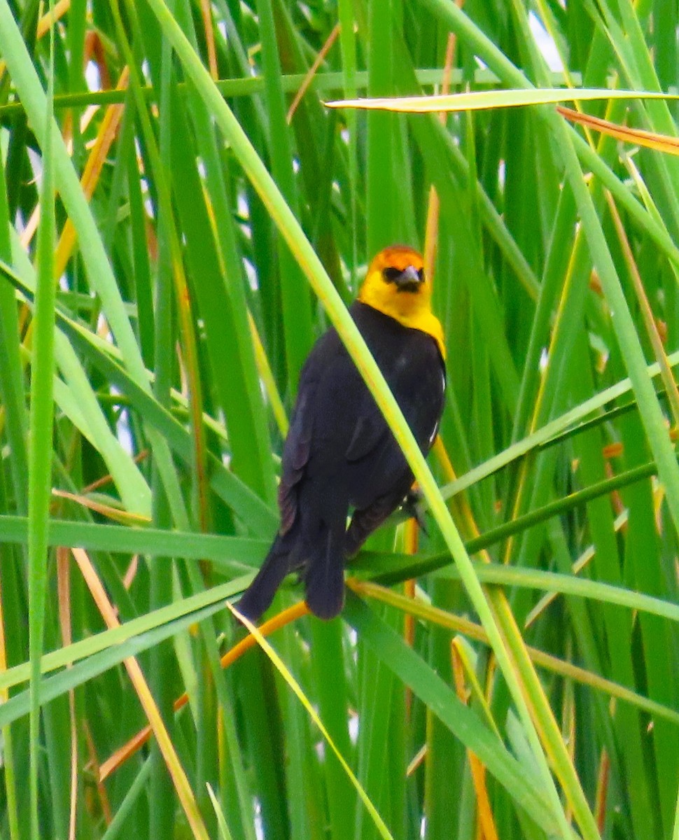 Yellow-headed Blackbird - ML618504555