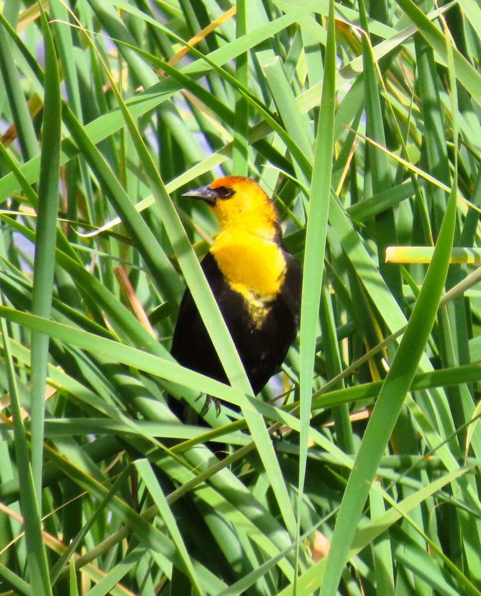 Yellow-headed Blackbird - ML618504558
