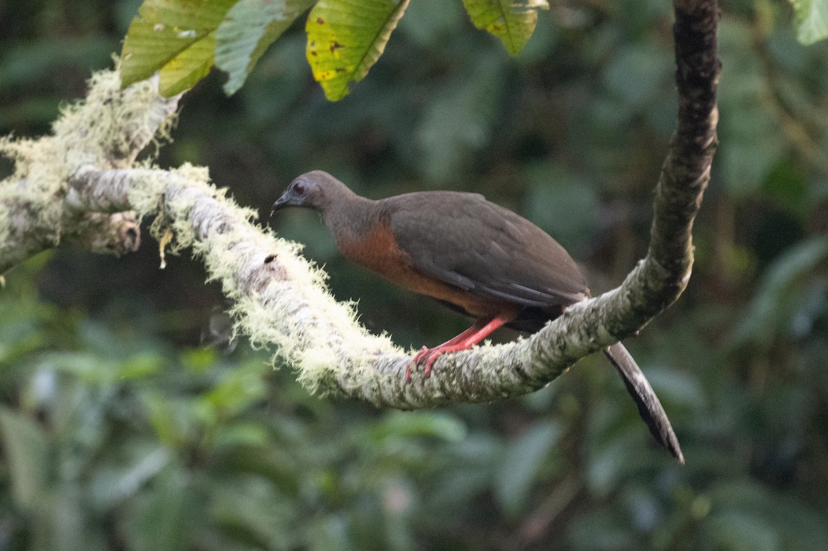 Sickle-winged Guan - ML618504583