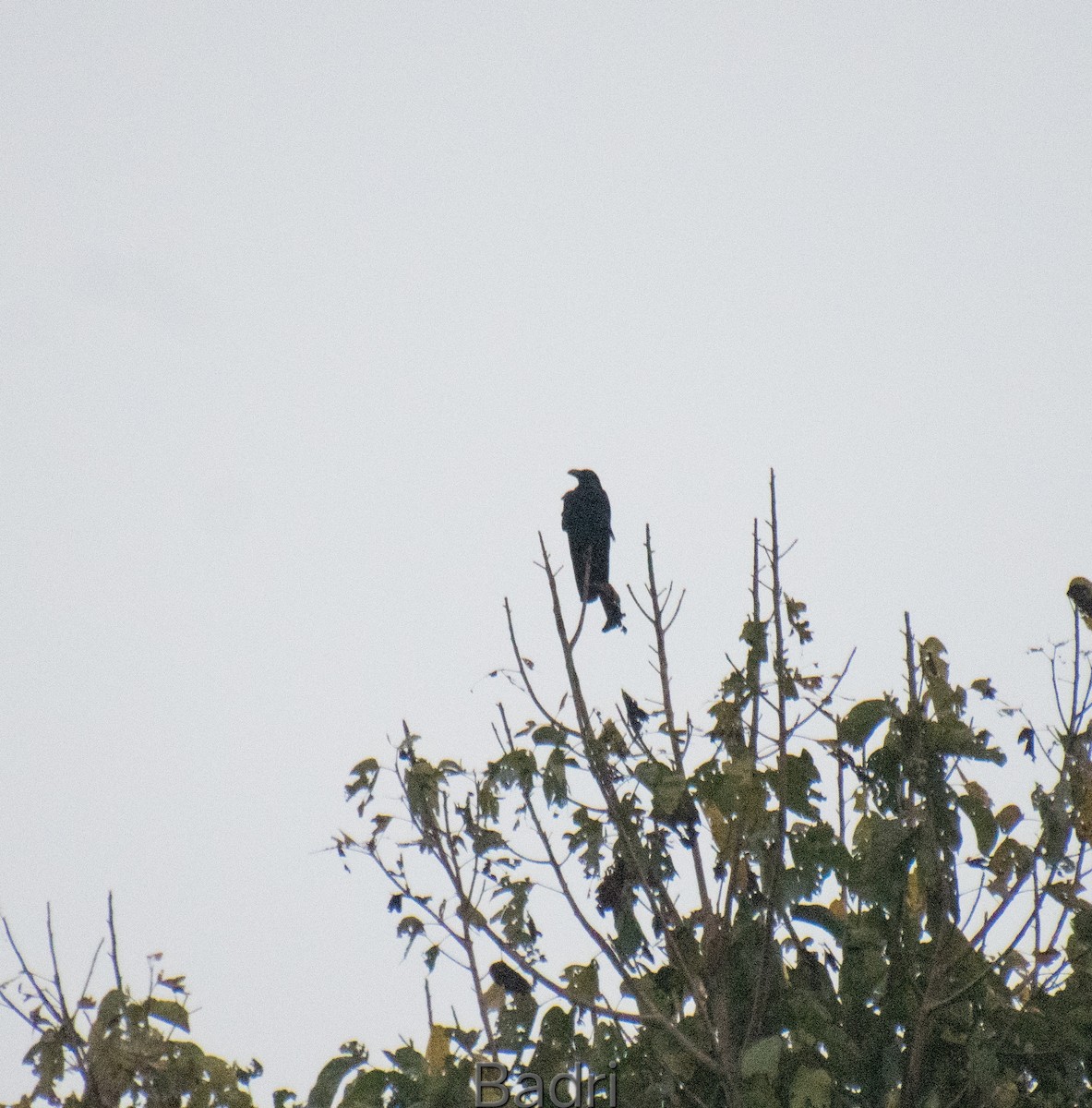 Large-billed Crow - ML618504619