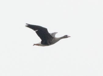 Greater White-fronted Goose - ML618504637