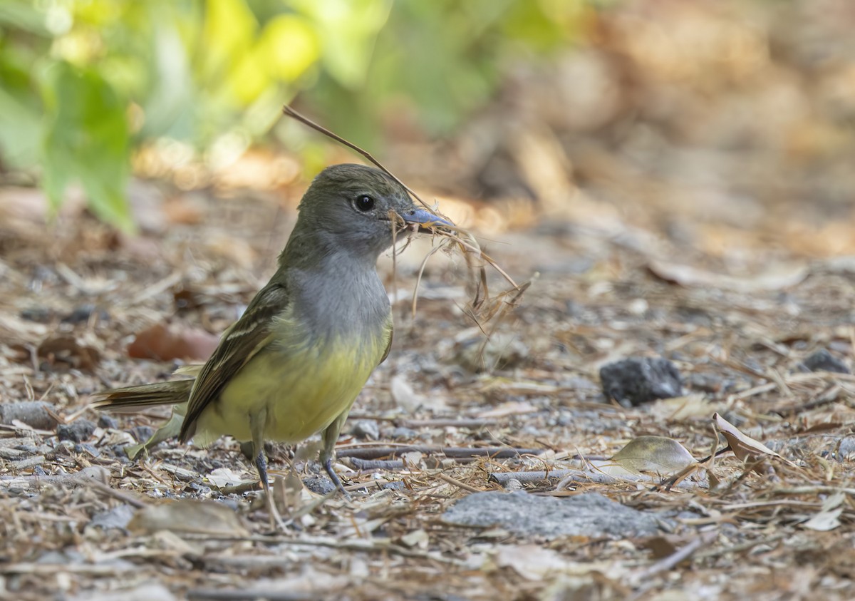 Great Crested Flycatcher - ML618504641