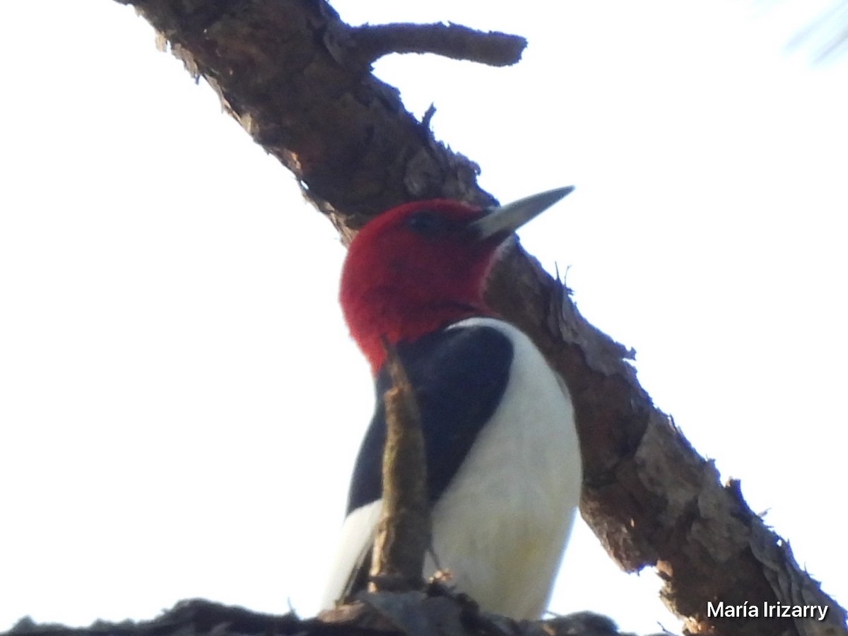 Red-headed Woodpecker - ML618504646