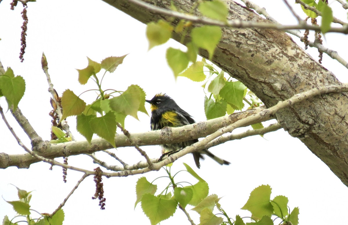 Yellow-rumped Warbler (Audubon's) - ML618504679