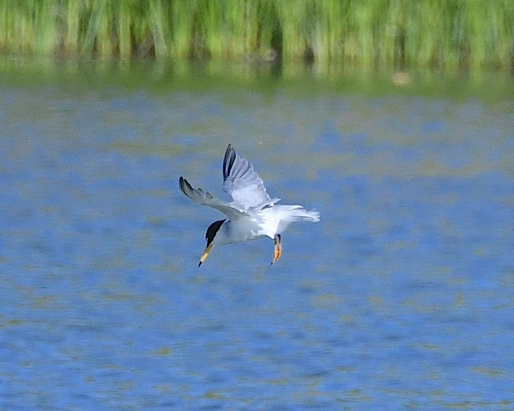 Least Tern - Ted Wolff